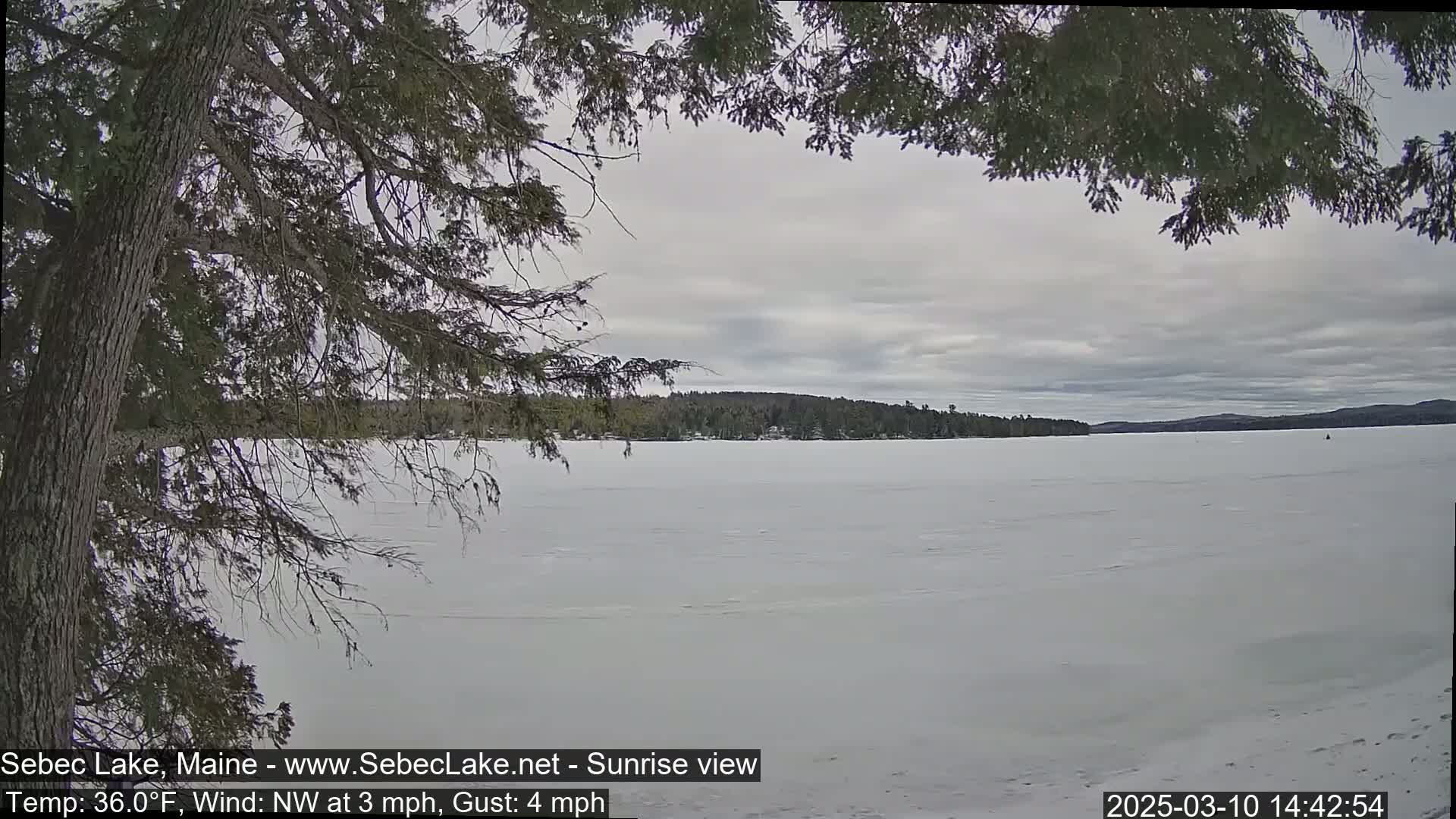 A frozen lake is seen through the branches of a coniferous tree under an overcast sky.
