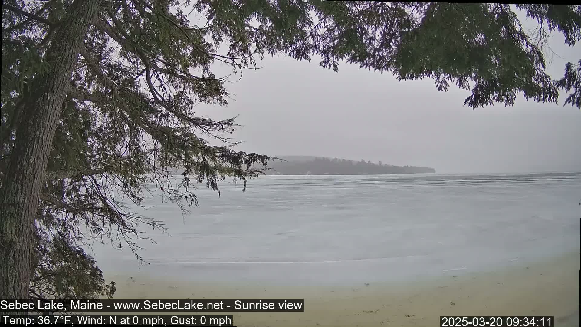 A partially frozen lake is seen through the branches of a coniferous tree under an overcast sky.