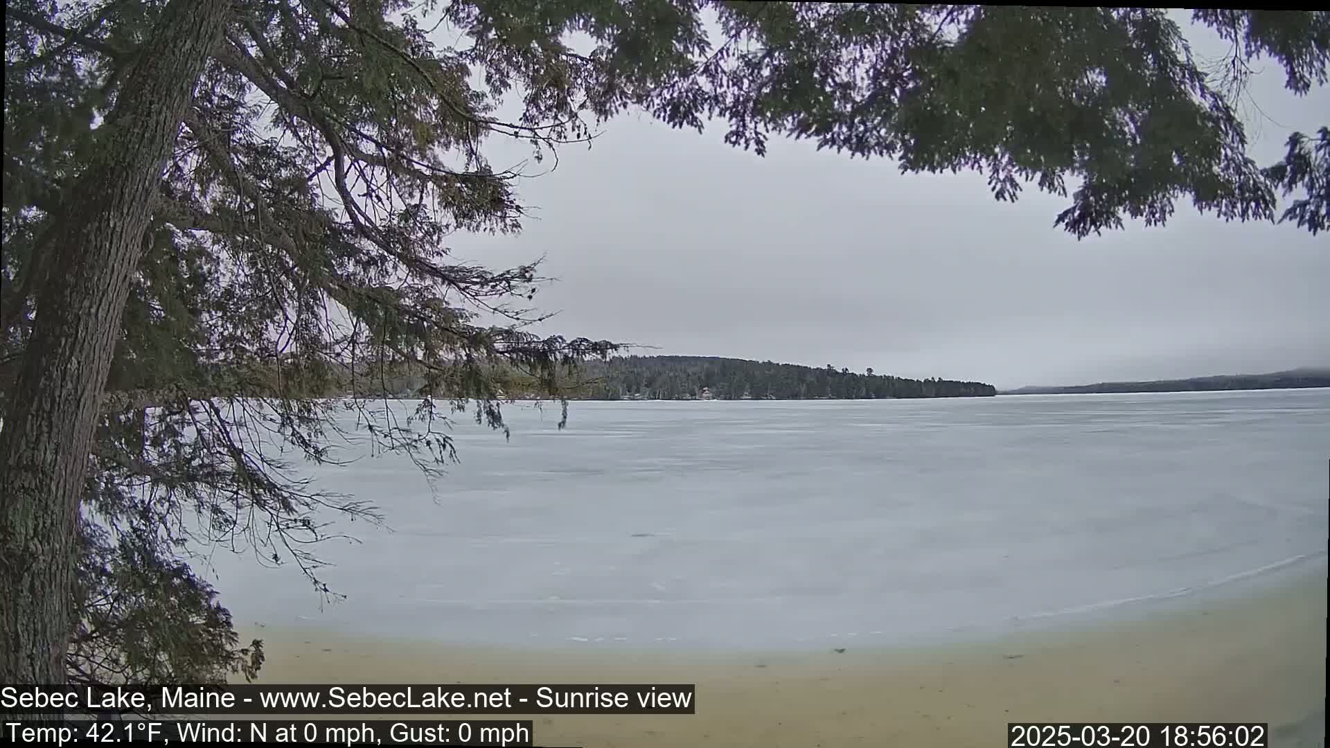 A partially frozen lake is seen through the branches of a tree on an overcast day.