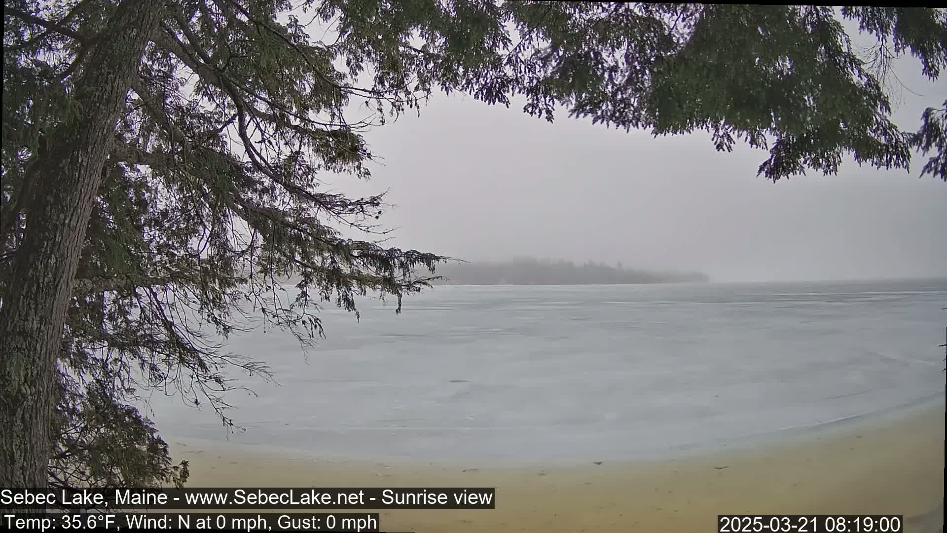 A partially frozen lake is seen through the branches of a coniferous tree in foggy conditions.