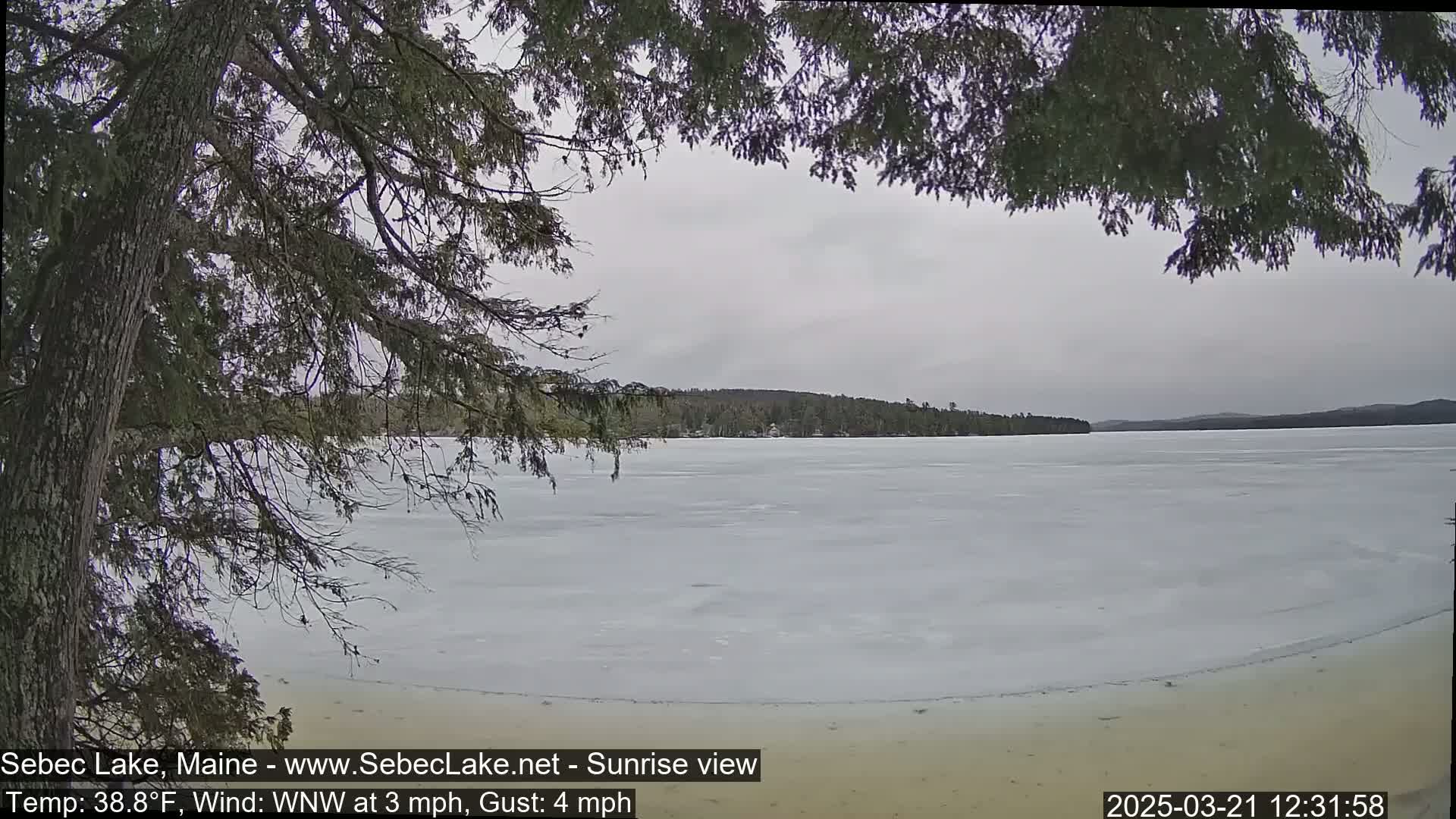 A frozen lake is seen through the branches of a coniferous tree under an overcast sky.