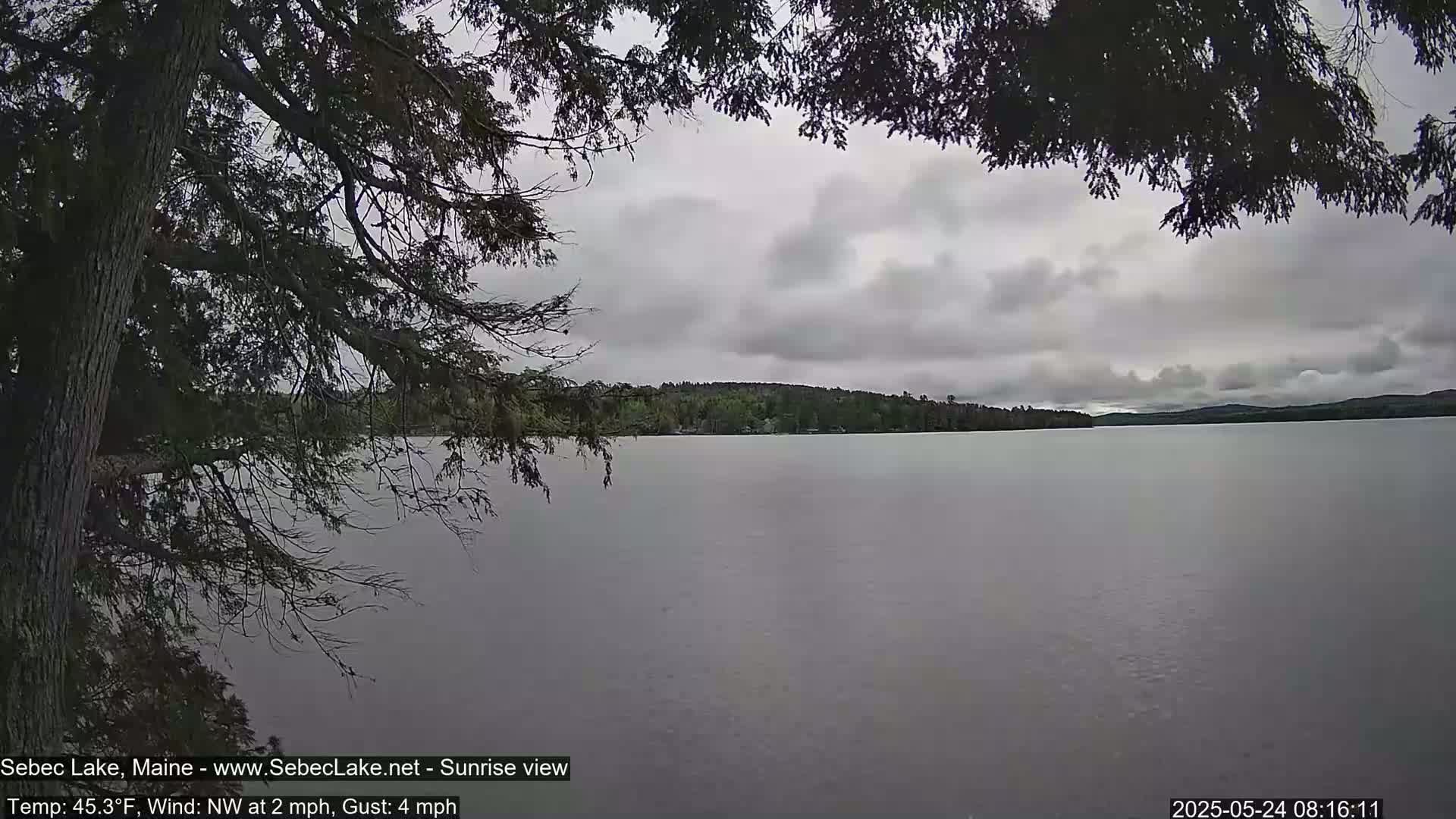 A calm lake with a treeline in the background is viewed from behind a tree on an overcast day.