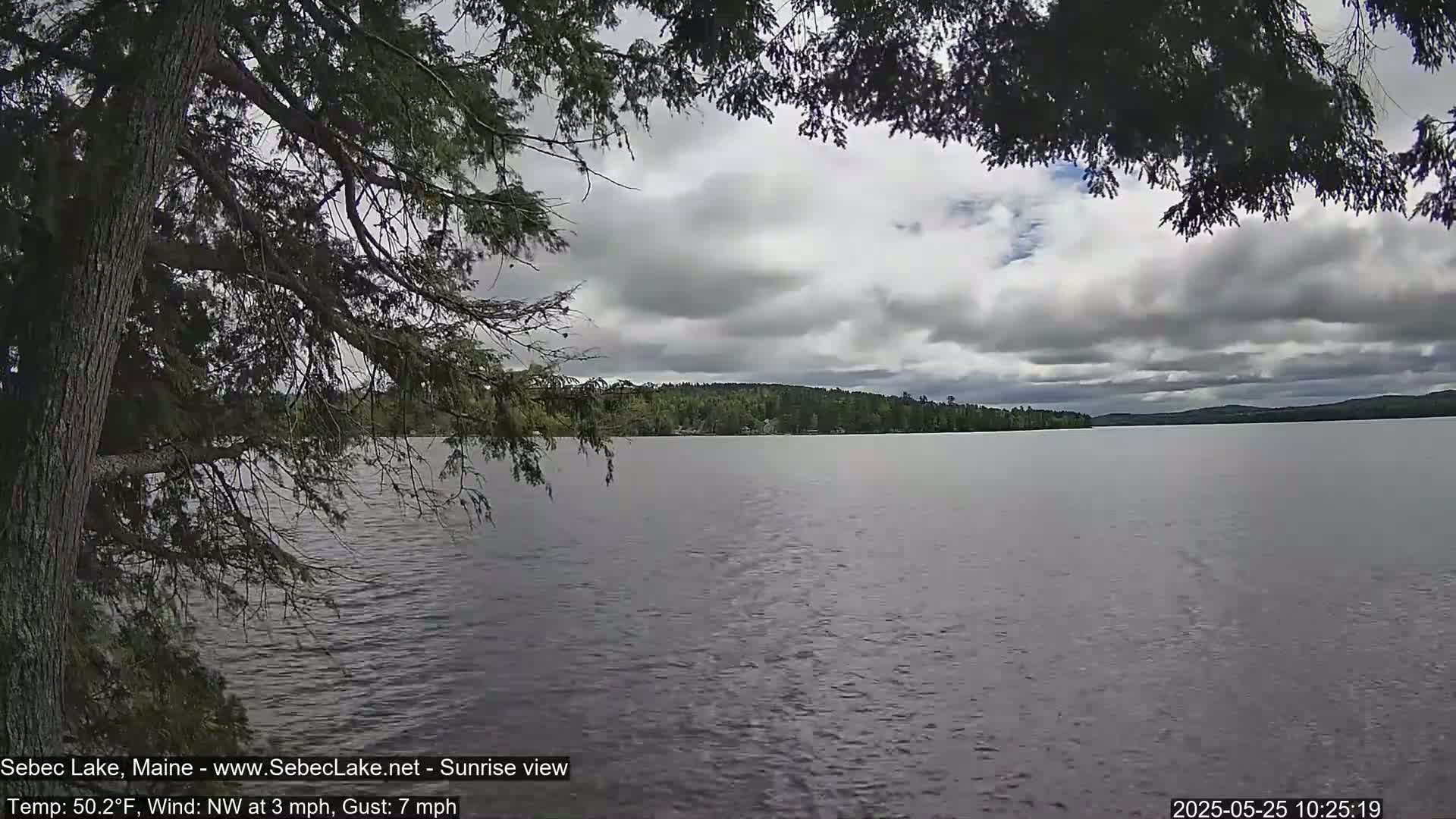 A calm lake with a tree-lined shore is viewed from under the branches of a coniferous tree on an overcast day.