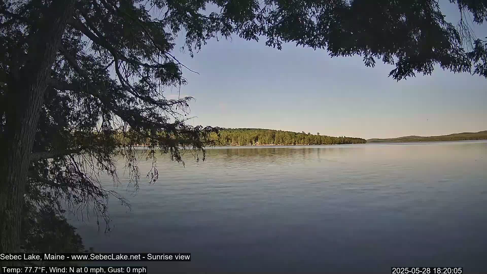 A calm lake with a tree-lined shore is viewed from under the branches of a tree, in the late afternoon under a clear sky.