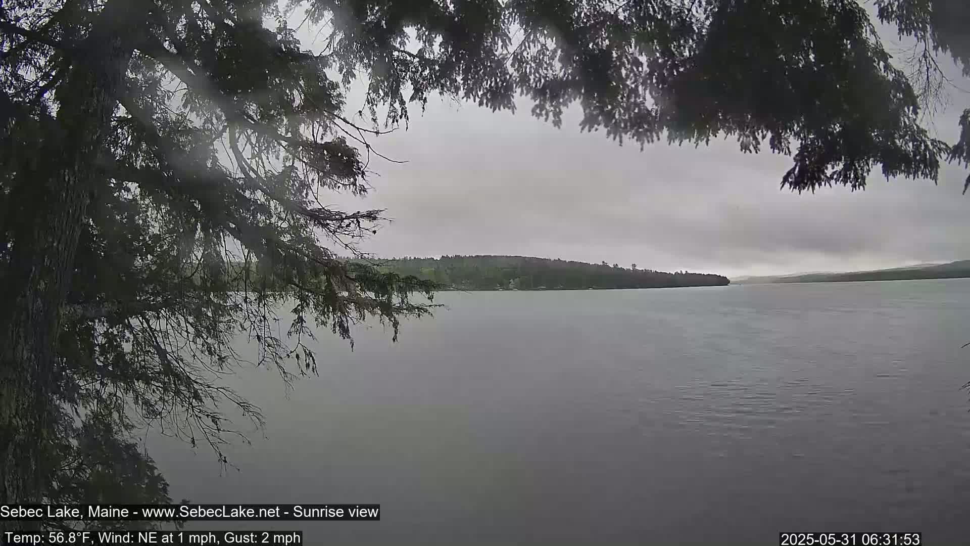 A calm lake is seen through the branches of a tree on an overcast morning.