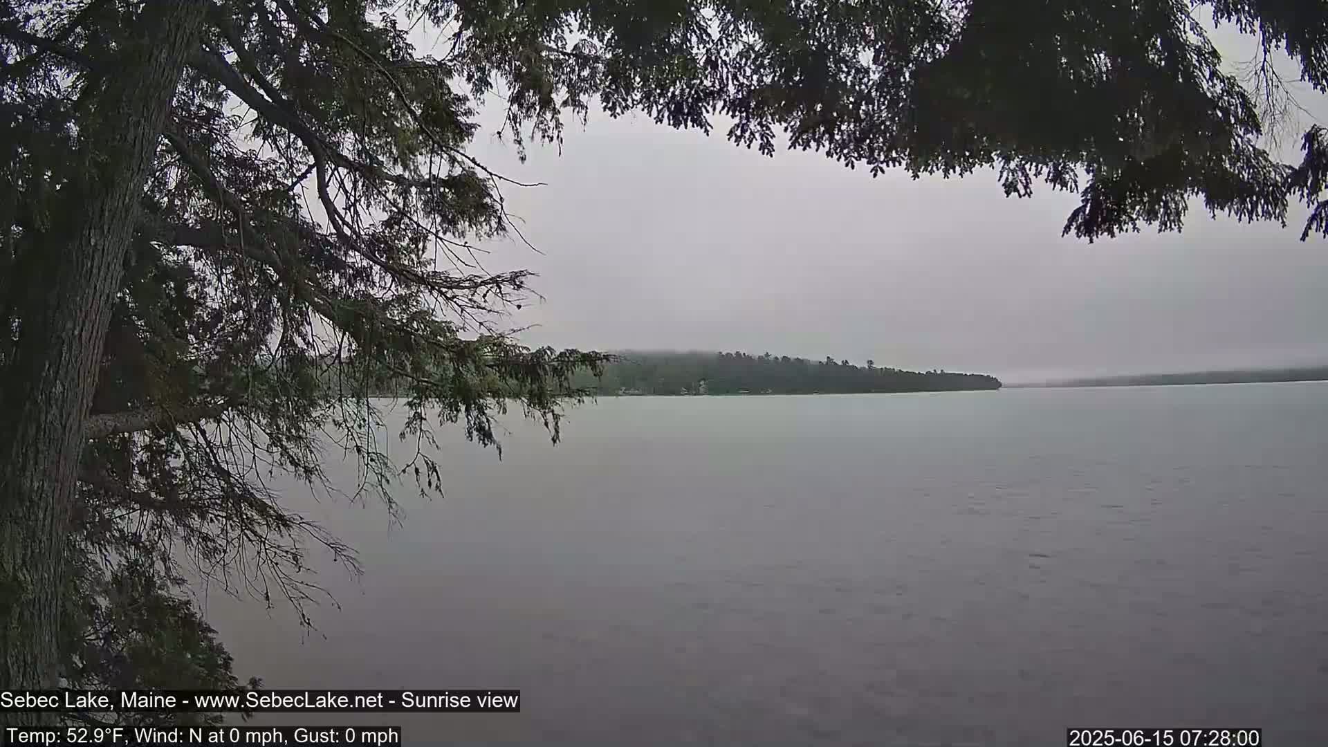 A calm, gray lake is viewed from behind the branches of a tree on an overcast morning.