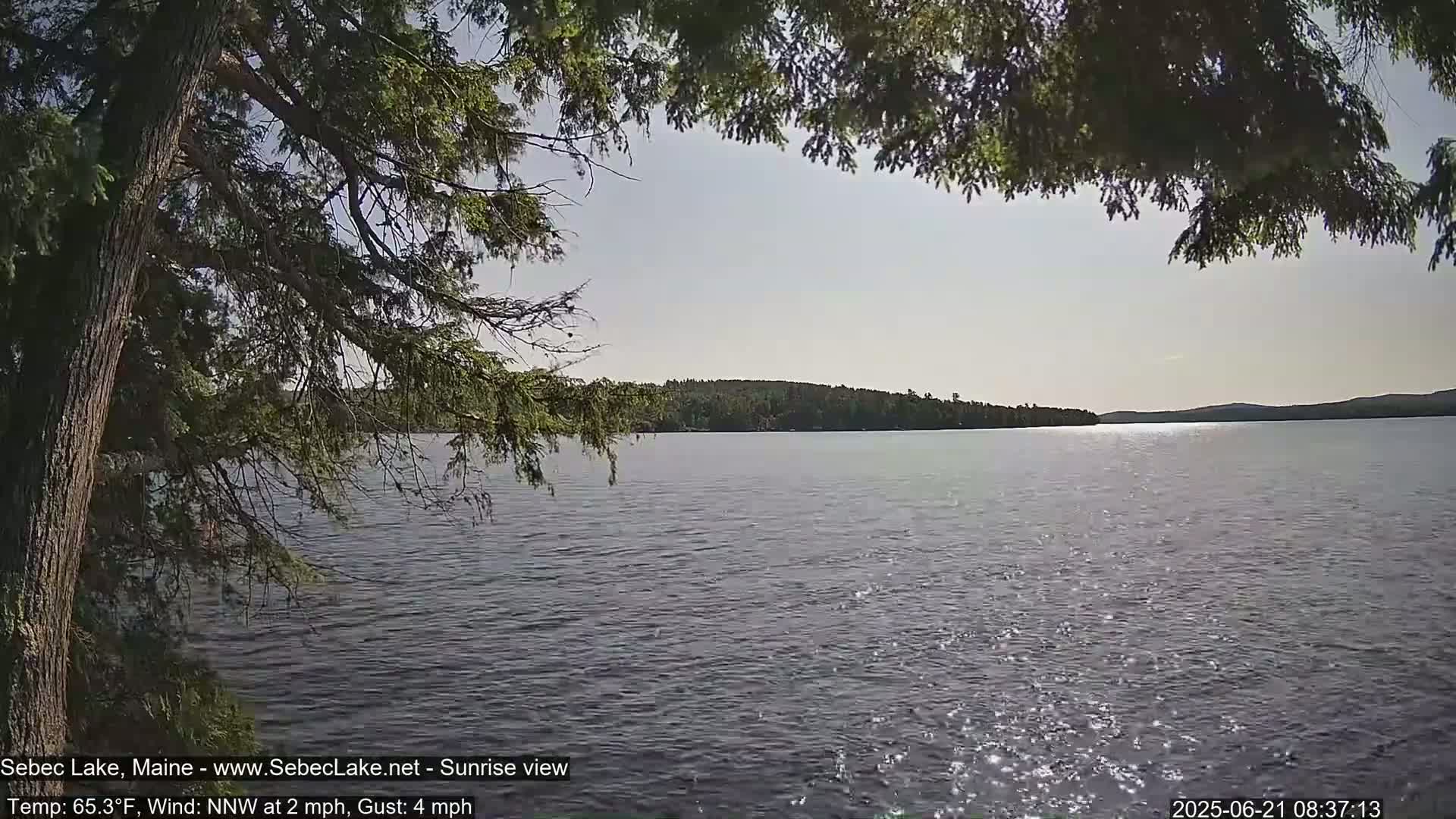 A calm lake with a tree-lined shore is seen through the branches of a coniferous tree on a sunny day with a light wind.