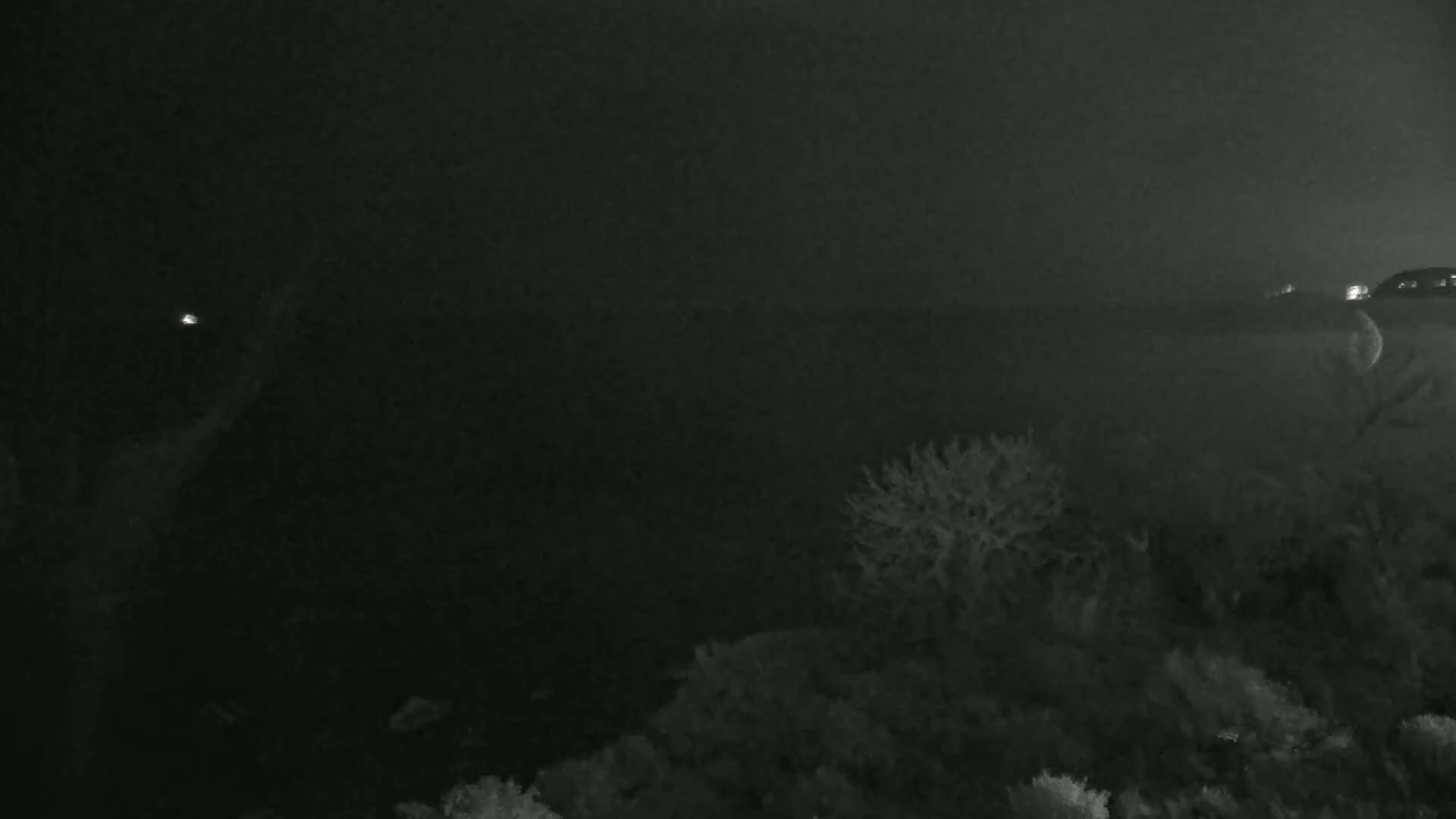 A nighttime, foggy scene shows dark vegetation in the foreground with distant lights faintly visible through the haze.