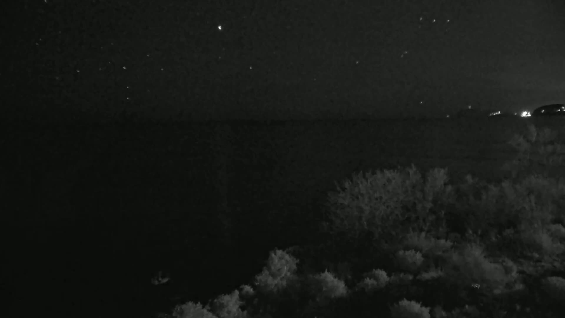 A nighttime view of a dark landscape with a starry sky and low-lying shrubs or bushes in the foreground.
