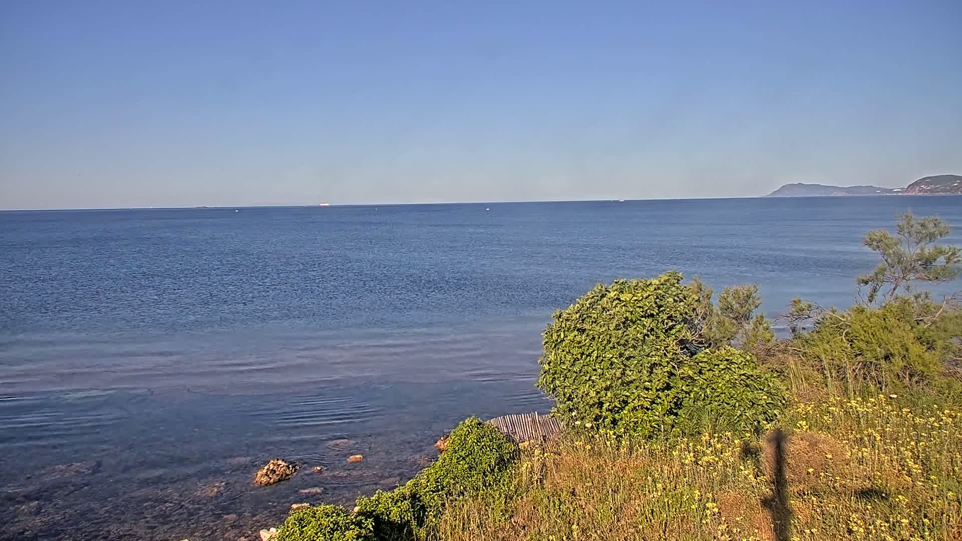 A calm, clear blue sea stretches to a distant coastline under a clear blue sky, viewed from a rocky shore with green vegetation and yellow wildflowers in the foreground.