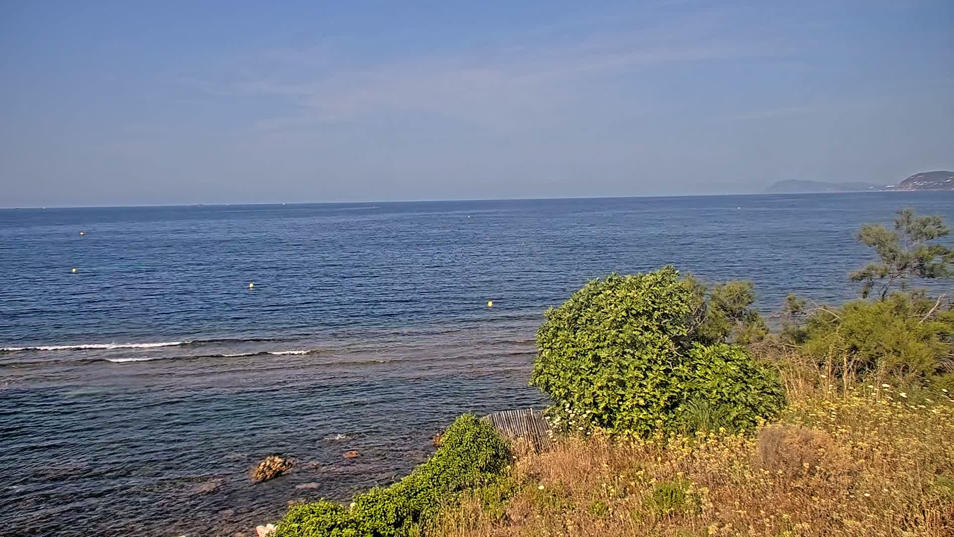 A calm, blue ocean stretches to a distant coastline under a clear sky, viewed from a rocky shore covered in low-lying vegetation.