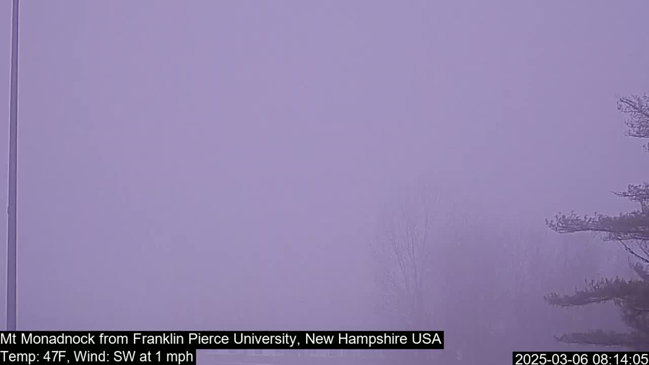 A hazy, foggy landscape is visible, with bare trees in the foreground and a muted background under a pale purple sky.