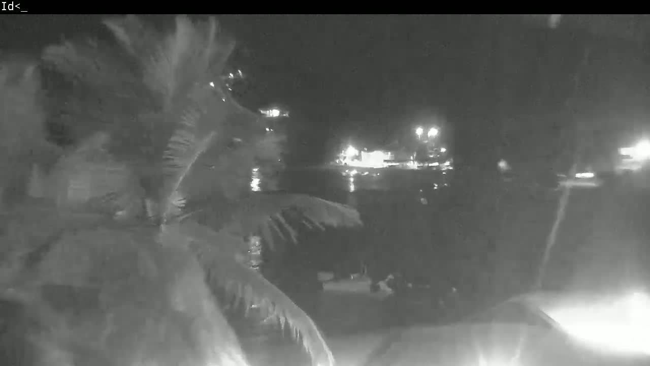 A nighttime, windy scene shows palm fronds blowing in the foreground, with a body of water and lights across it in the background.