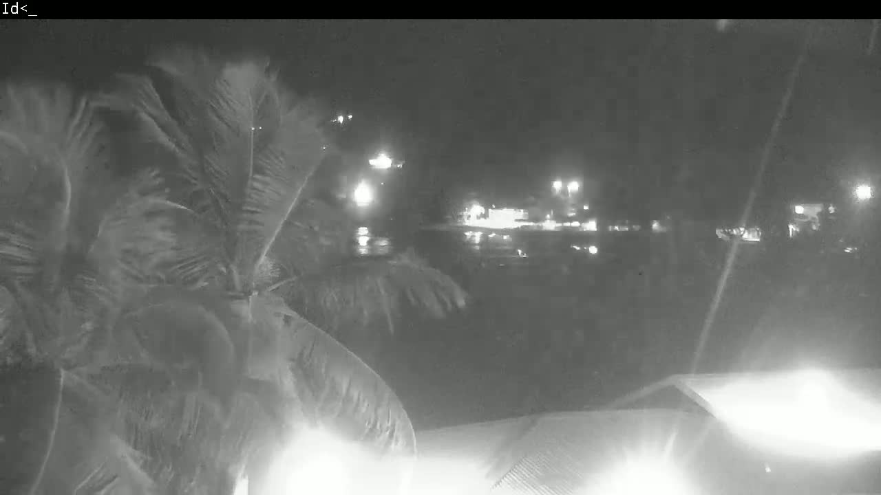 Palm fronds sway in the wind at night, with distant lights and a building visible in the blurry background.