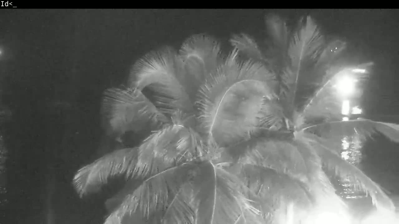 A palm tree sways in the wind at night.