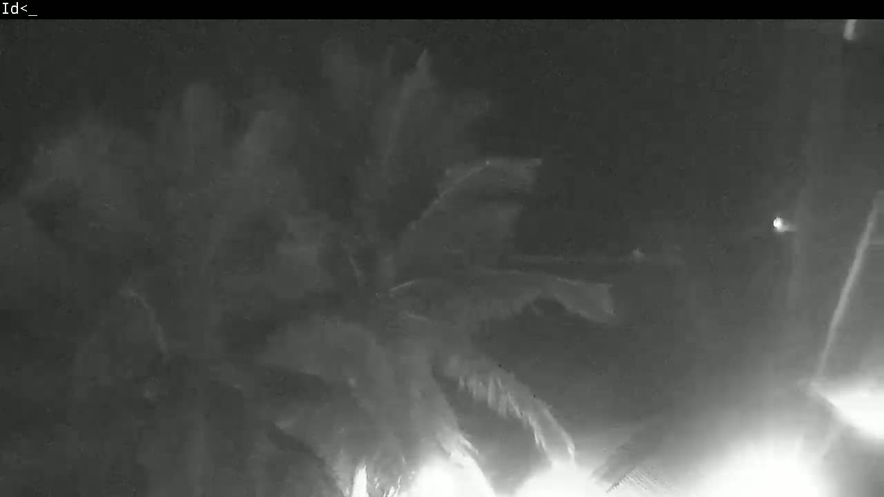 A nighttime, low-light image shows palm trees swaying in the wind.
