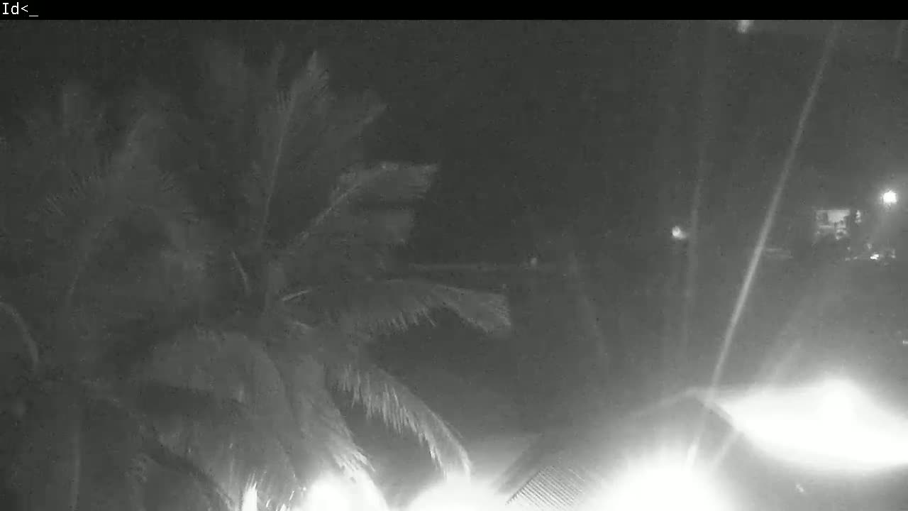 A palm tree sways in the wind at night, under what appears to be rainy or stormy conditions.
