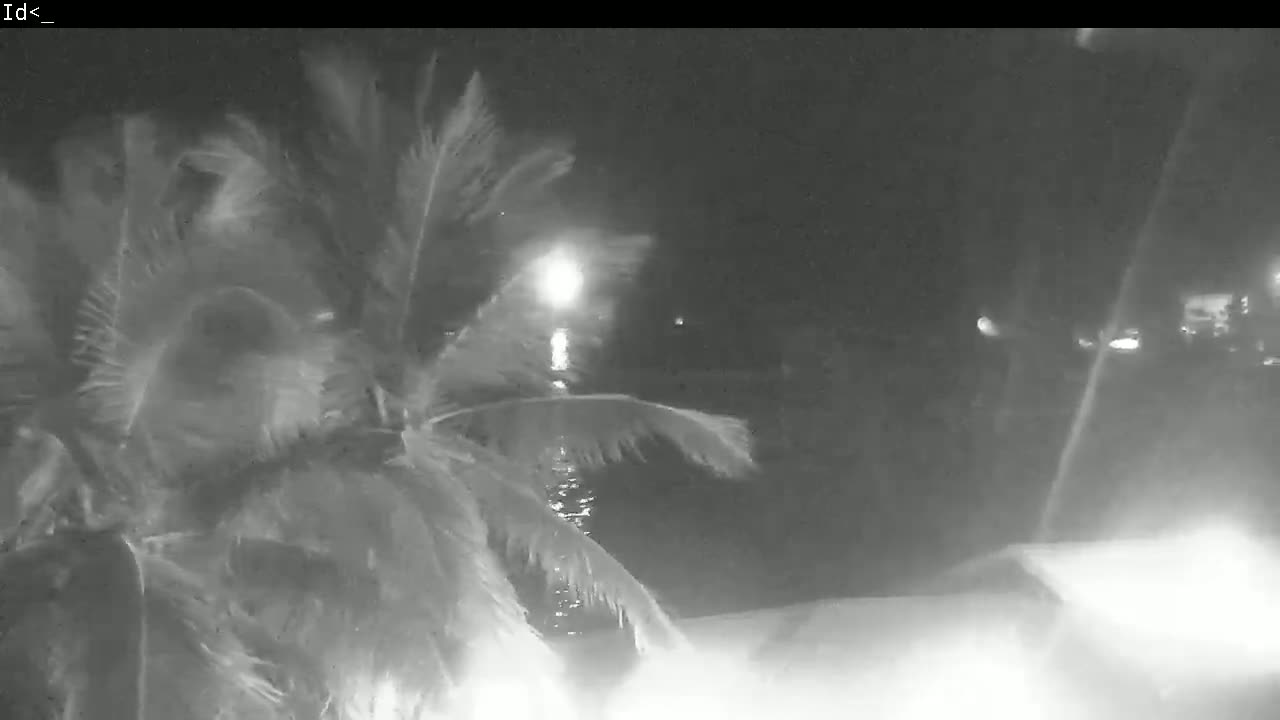 A palm tree sways in the wind at night near a body of water under a dark, possibly stormy sky.