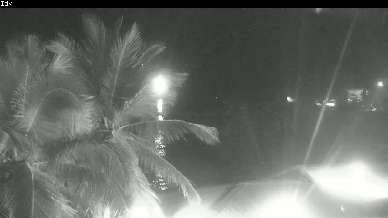 A nighttime, low-light image shows palm fronds swaying in the wind near a body of water, with lights visible in the distance.