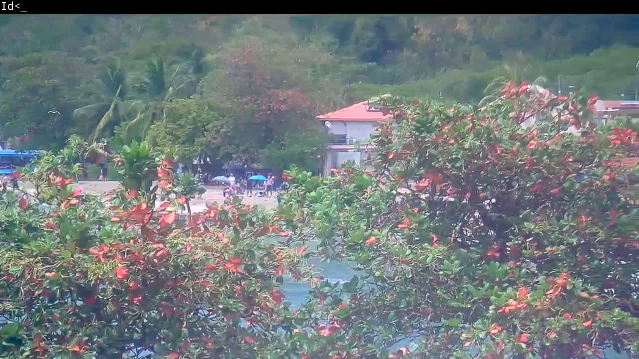 A view through flowering trees shows a beach with people, a building, and lush green vegetation under a sunny sky.