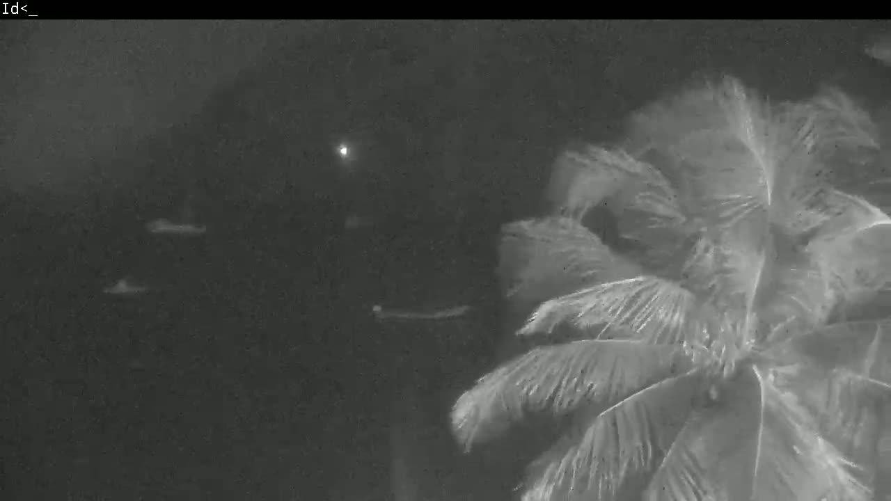 A nighttime, low-light image shows a palm tree in the foreground with blurry shapes in the background under windy conditions.