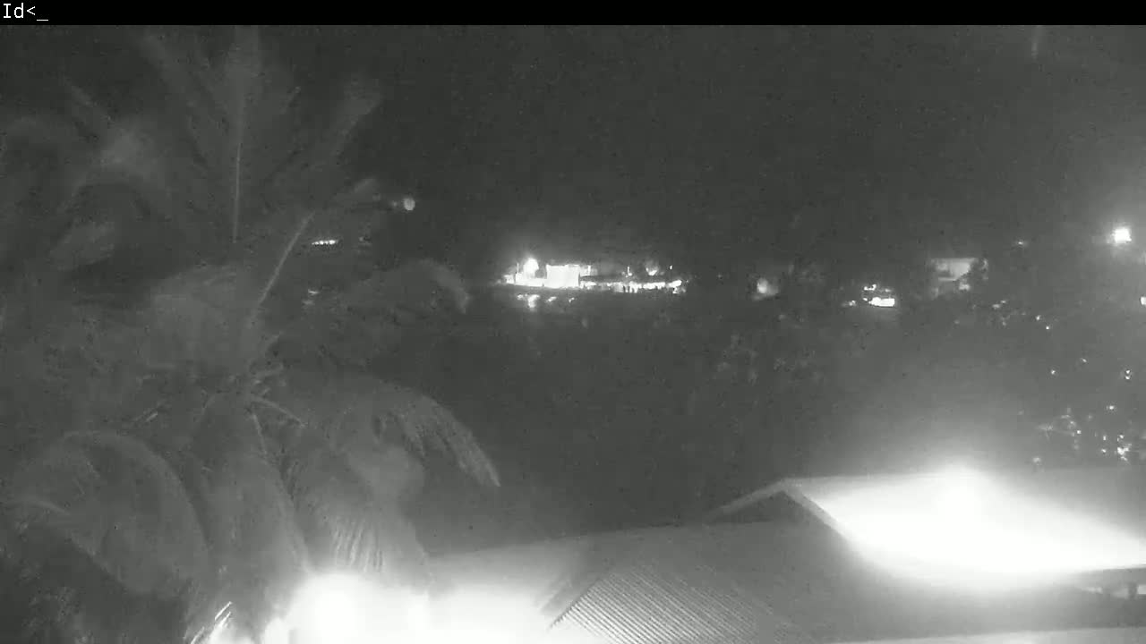 A nighttime view shows a palm tree in the foreground, with a blurry, dimly lit residential area in the background.