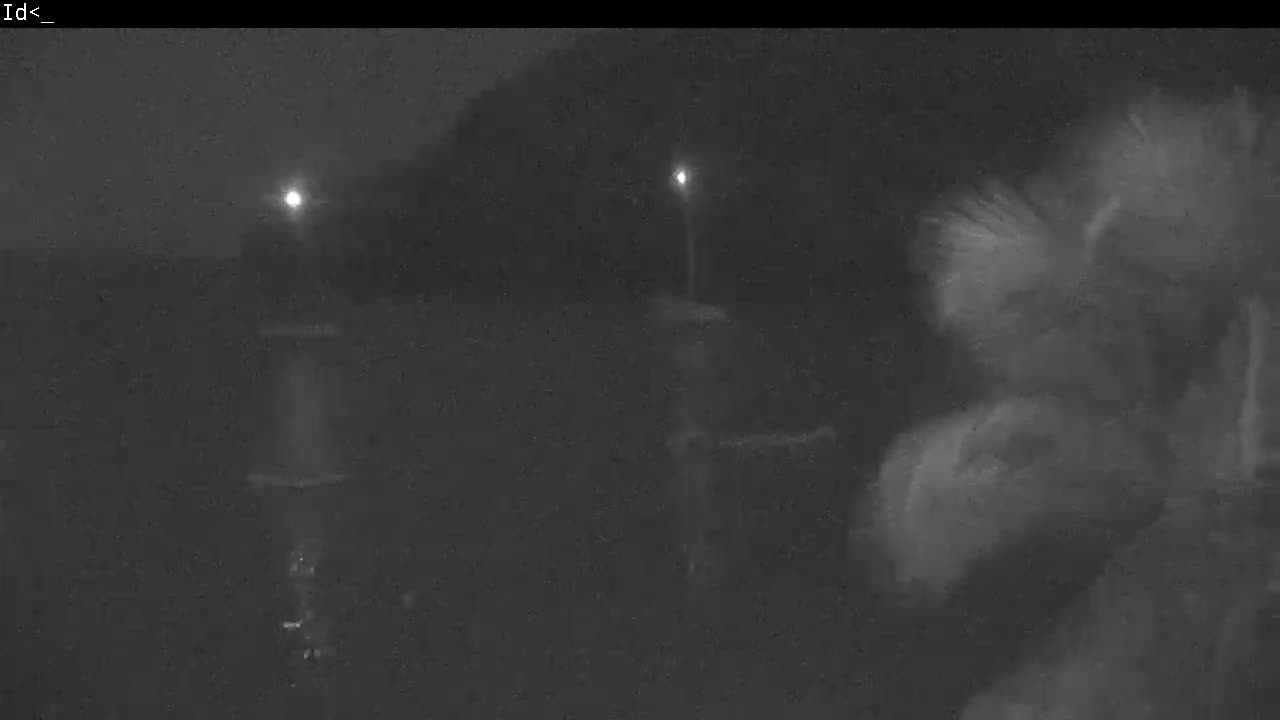 On a dark night, two distant streetlights illuminate a calm body of water reflecting their light, with blurry palm-like foliage partially visible on the right.