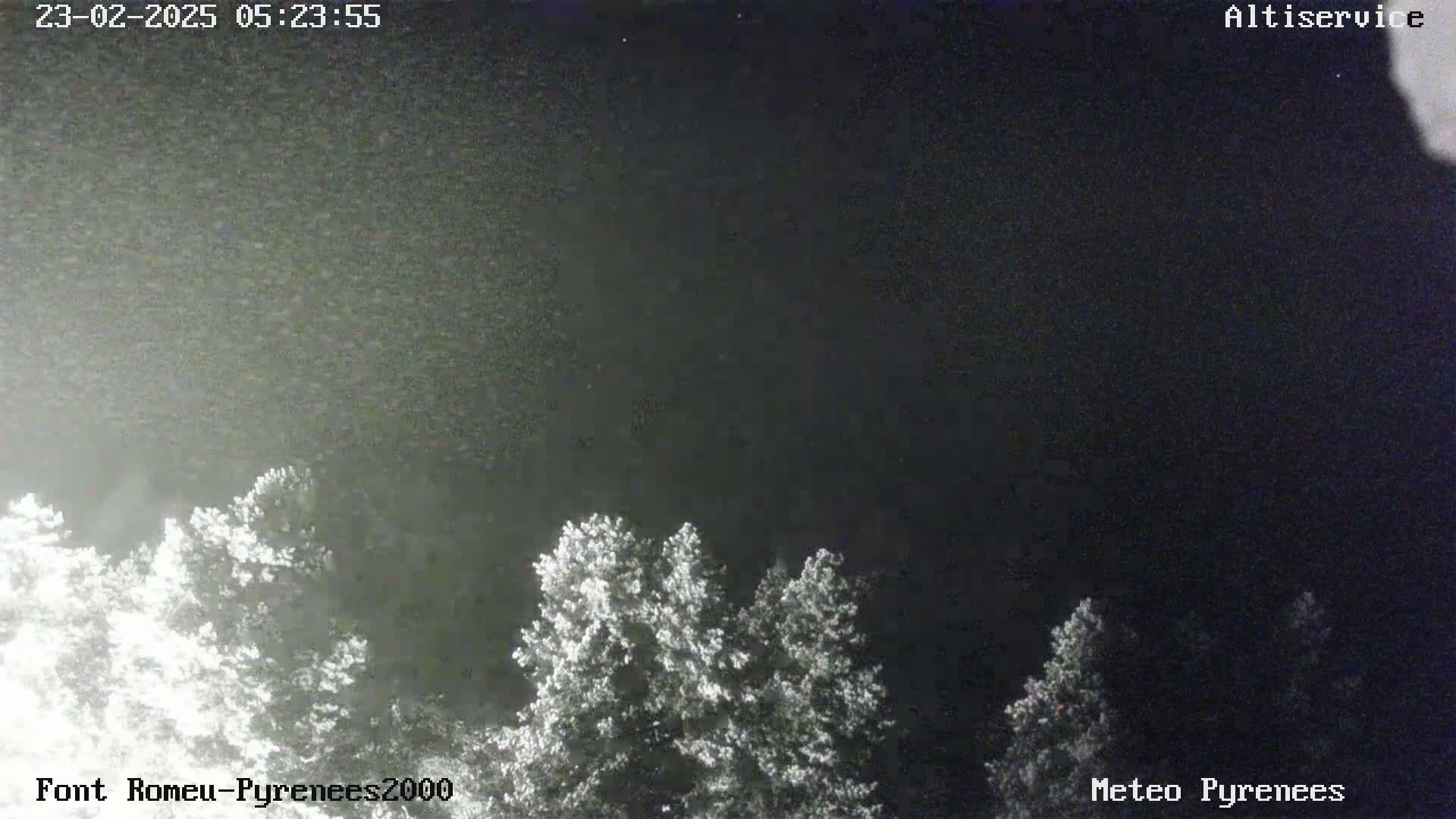 A nighttime outdoor scene shows the tops of several trees under a dark, clear sky.