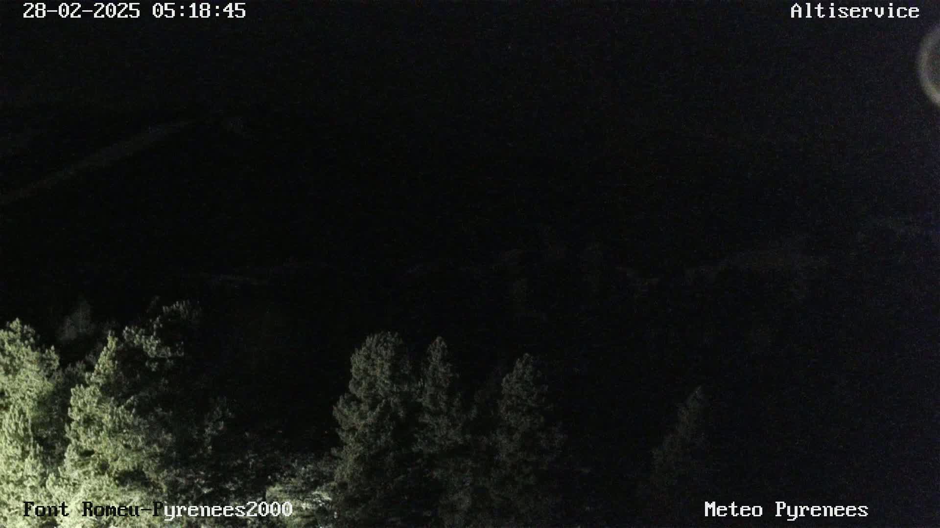 A nighttime, long shot of dark green trees under a completely dark sky.
