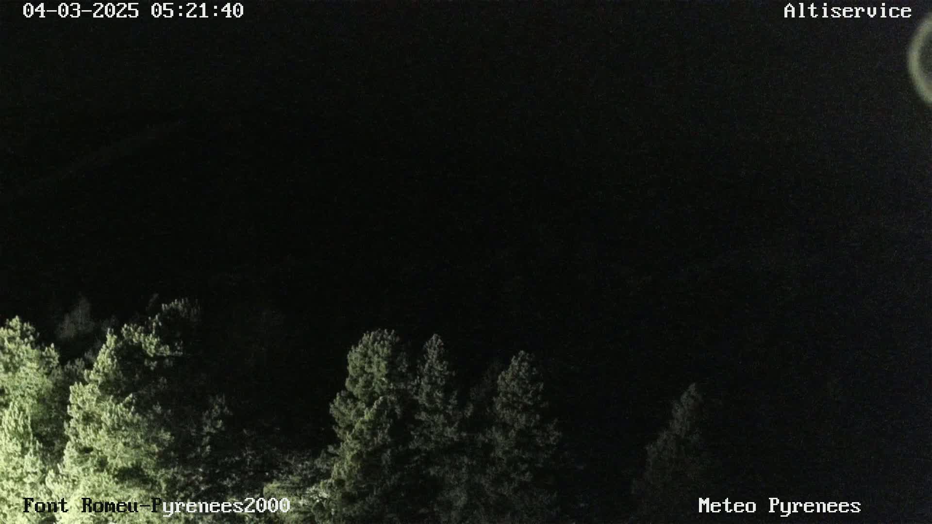 A nighttime view of a dark sky above a line of evergreen trees.