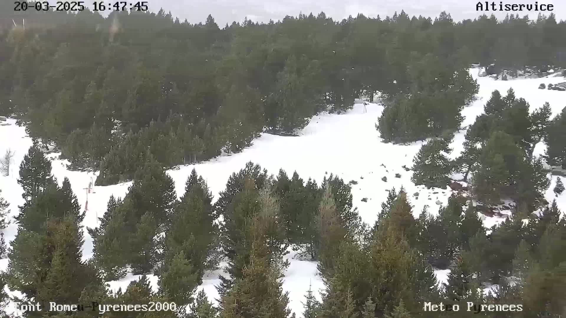 A snow-covered landscape with evergreen trees under an overcast sky.