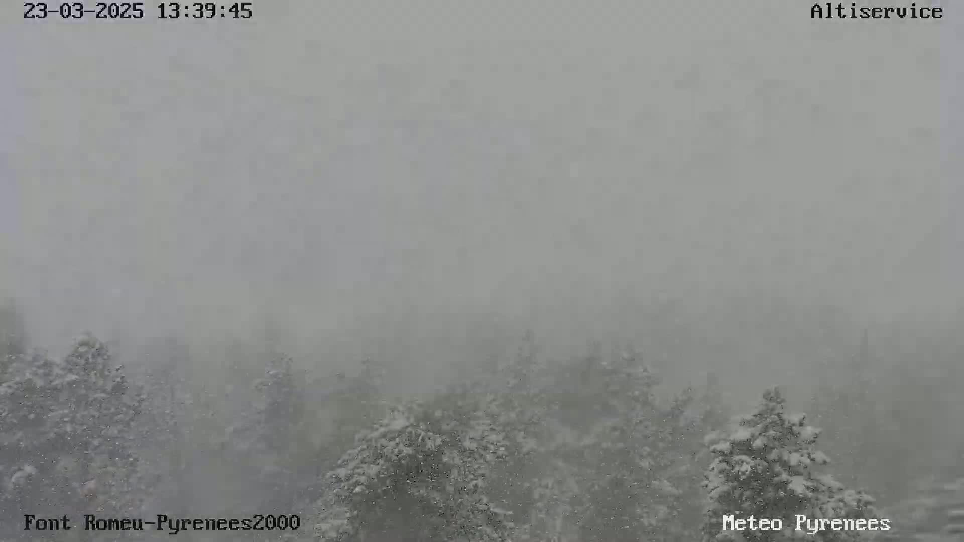 A heavy snowfall obscures a view of snow-covered evergreen trees.
