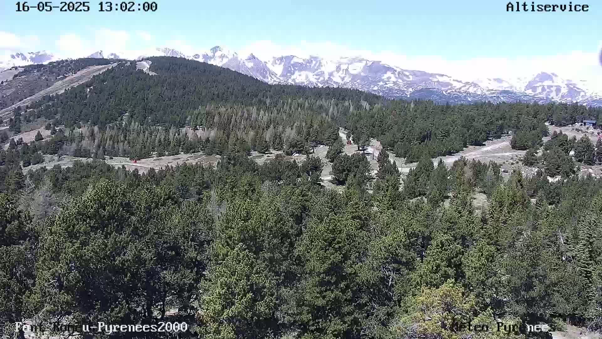 A vast, evergreen forest blankets a mountainside, with snow-capped mountains visible in the distance under a clear, sunny sky.