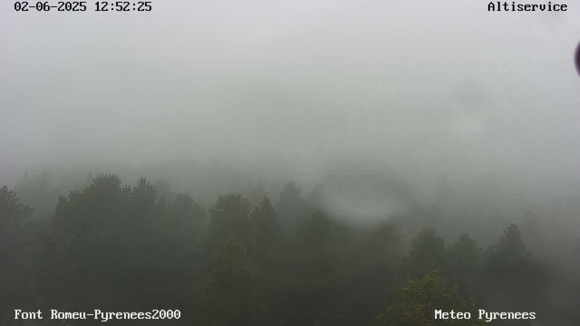 A dense fog obscures a dark green forest.