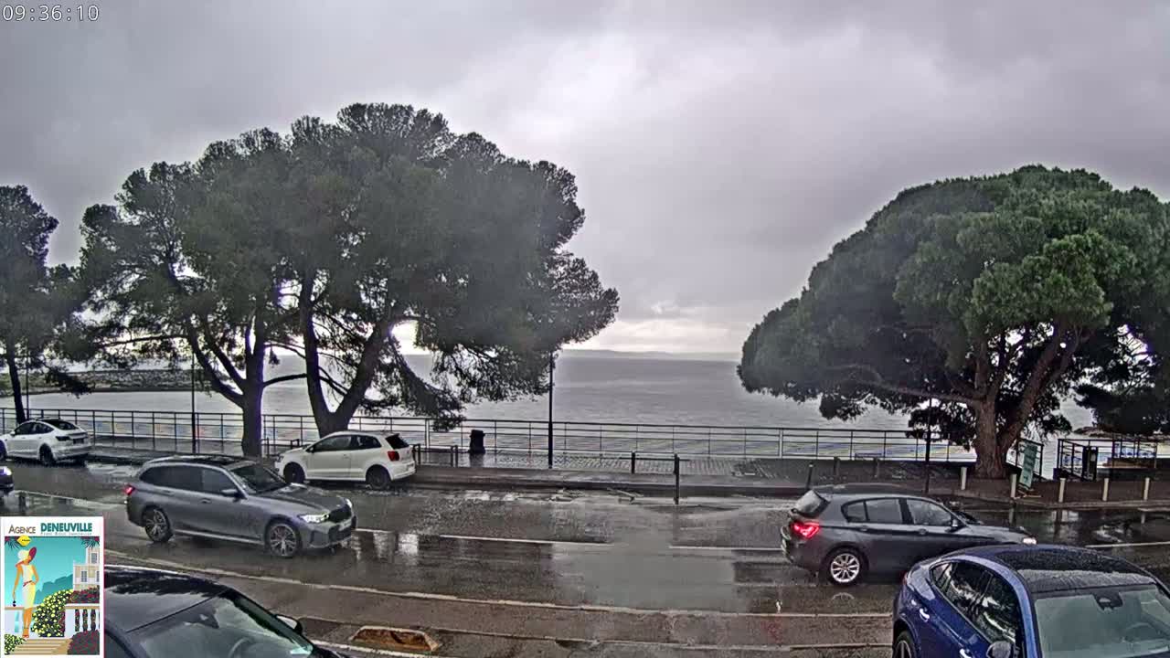 A wet street scene shows several cars parked along a roadside with large, dark green trees flanking a calm body of water under an overcast sky.