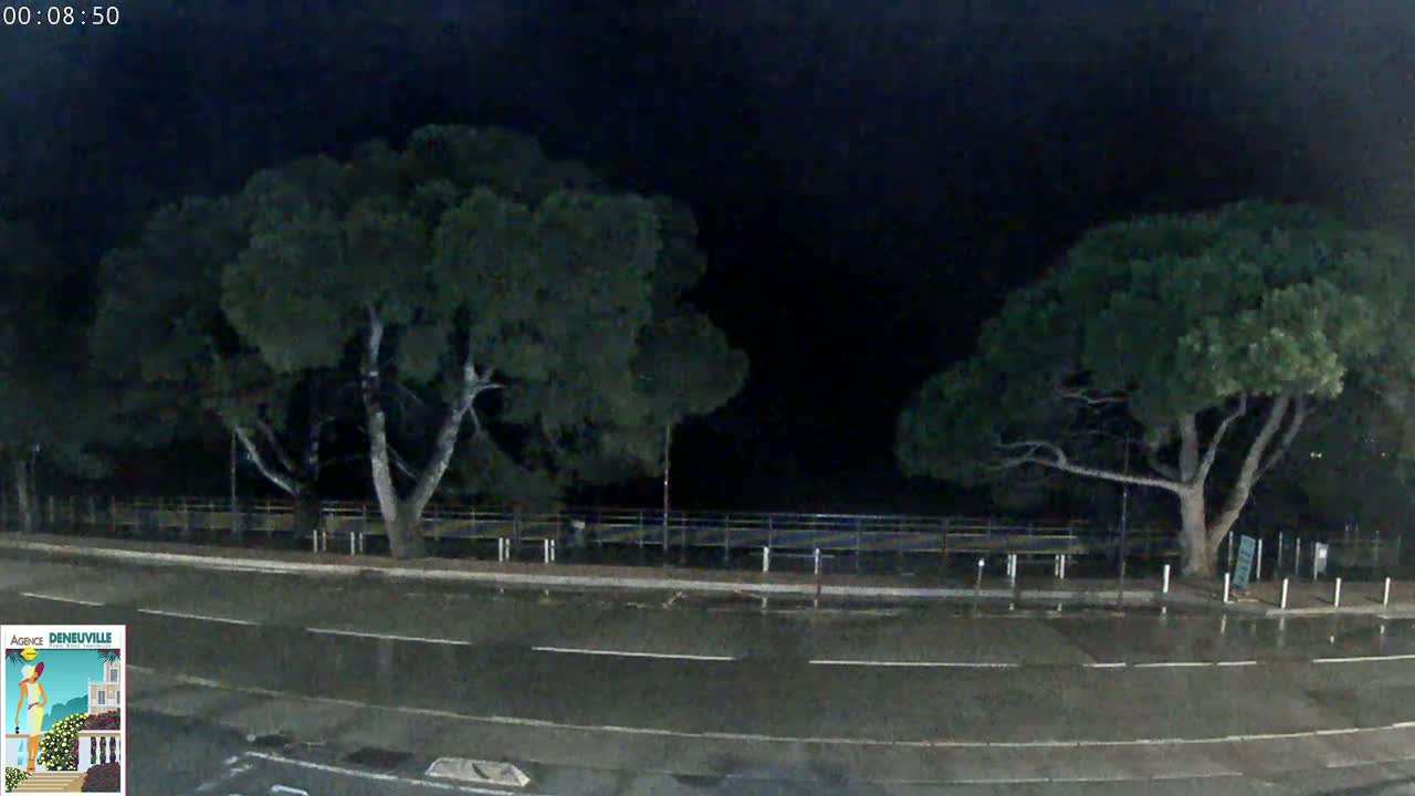 A wet, dark road at night is flanked by two large, dark green trees under a cloudy sky.