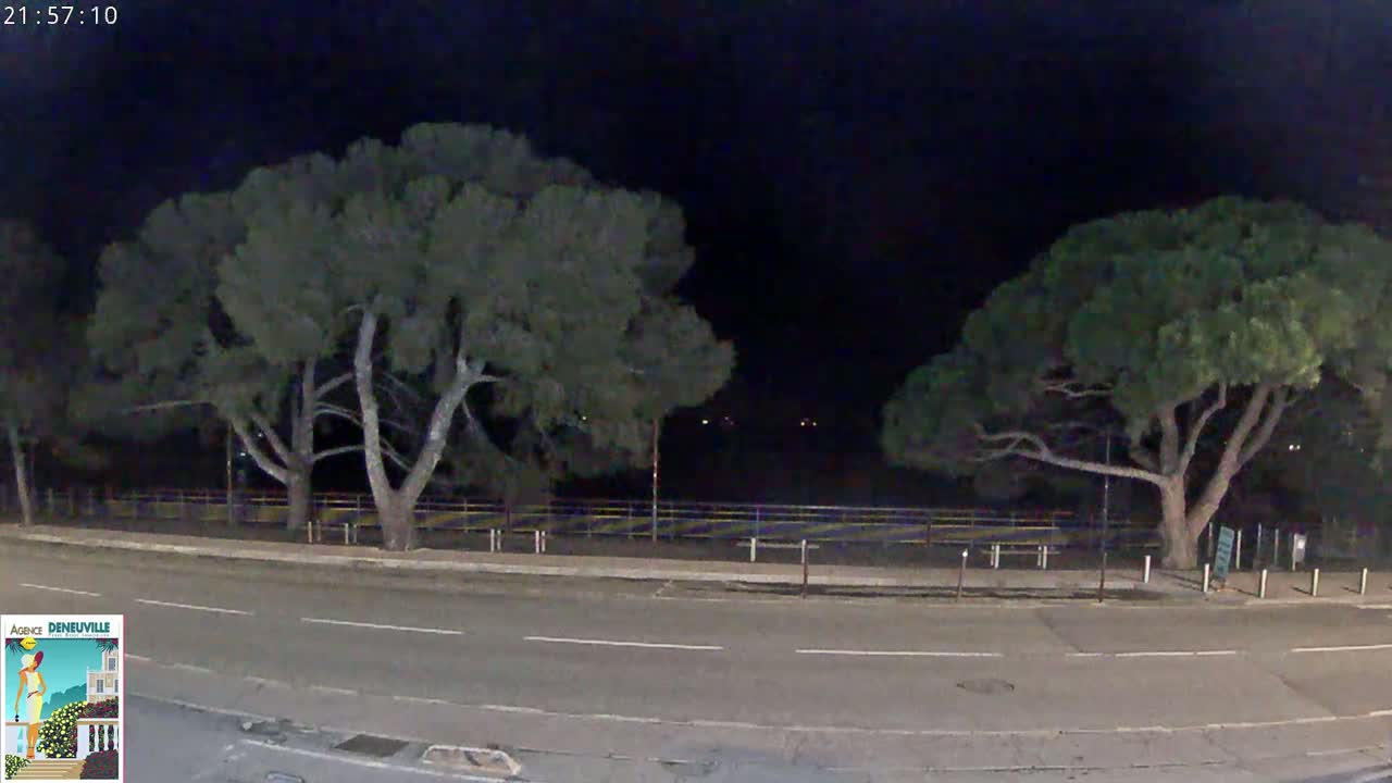 At night, two large pine trees stand on either side of a road, with a dark, fenced-off area behind them.