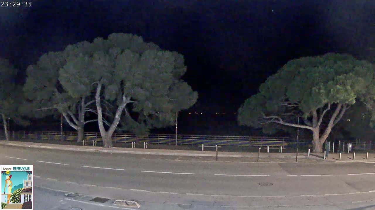 Two large, dark green trees stand on either side of a road at night, with a low fence and distant lights visible in the background.