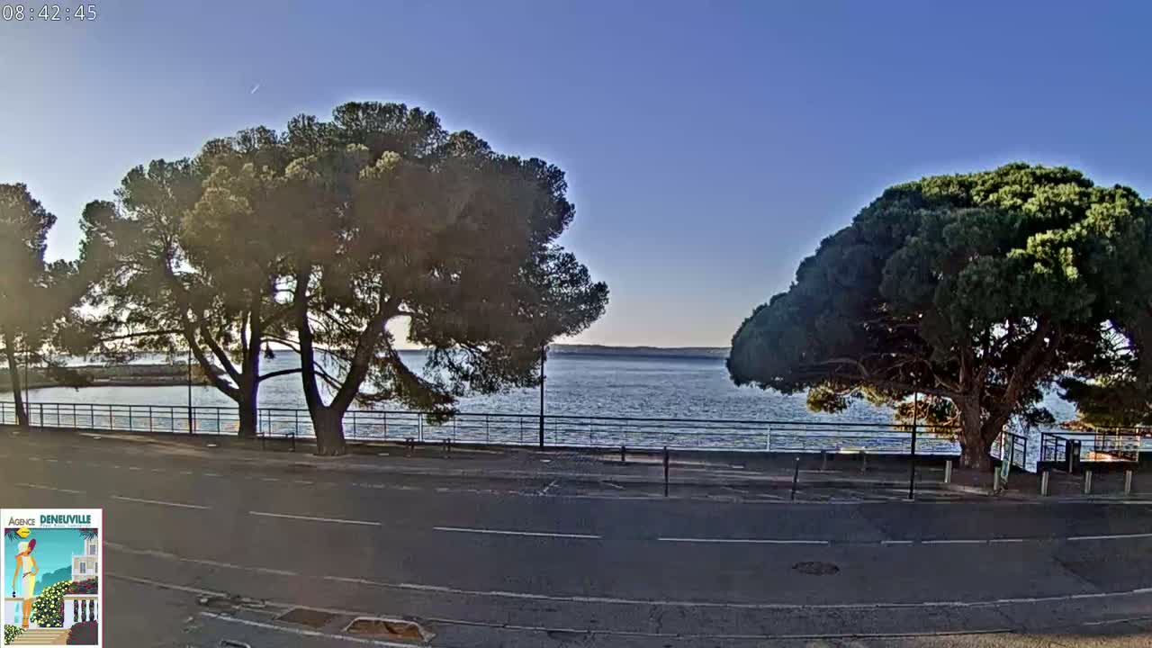 A calm body of water is visible beyond a road and a low fence, flanked by two large, full pine trees under a clear, bright sky.