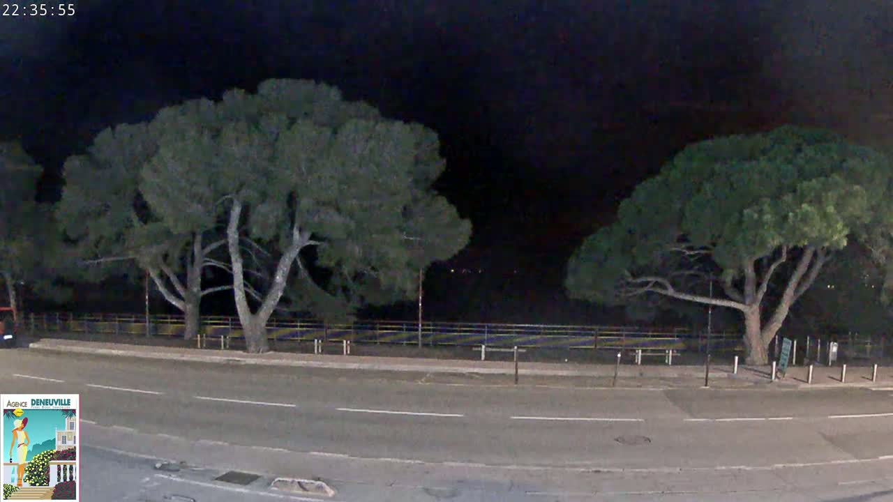 At night, two large trees stand on either side of a road, with a fence and dimly lit area beyond.