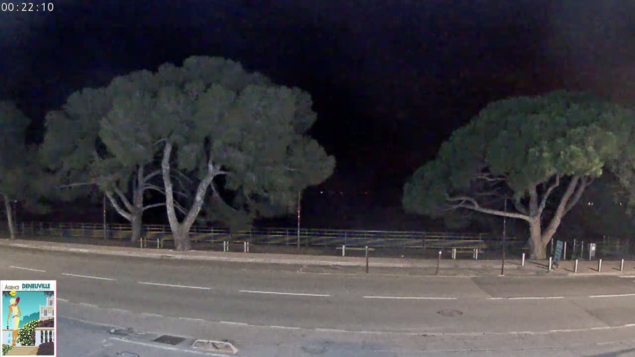 A nighttime street scene shows two large, dark-green trees flanking a road, with a low fence and indistinct background.