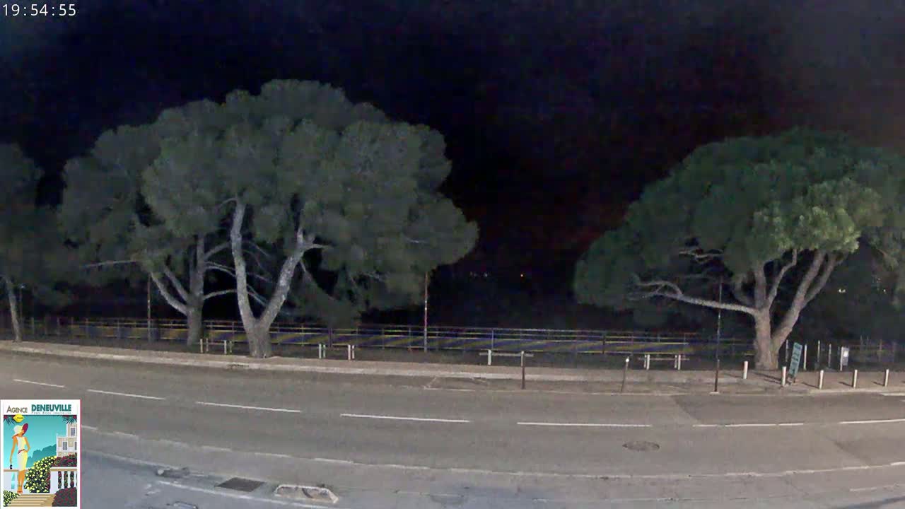 At night, two large, dark green trees stand on either side of a road, with a fence and a sparsely lit area visible beyond.