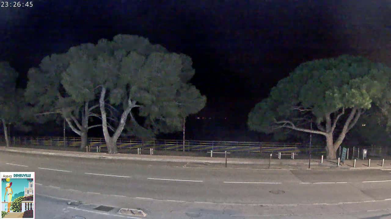 A dark, nighttime street scene shows two large, dark green trees flanking a road with a low fence and a faint yellow line behind it.