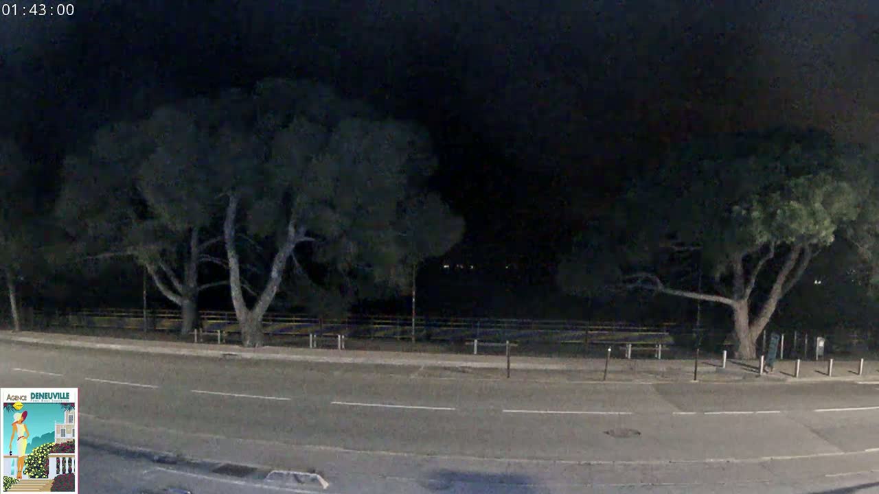 A nighttime view of a paved road bordered by two large trees, under a dark sky.