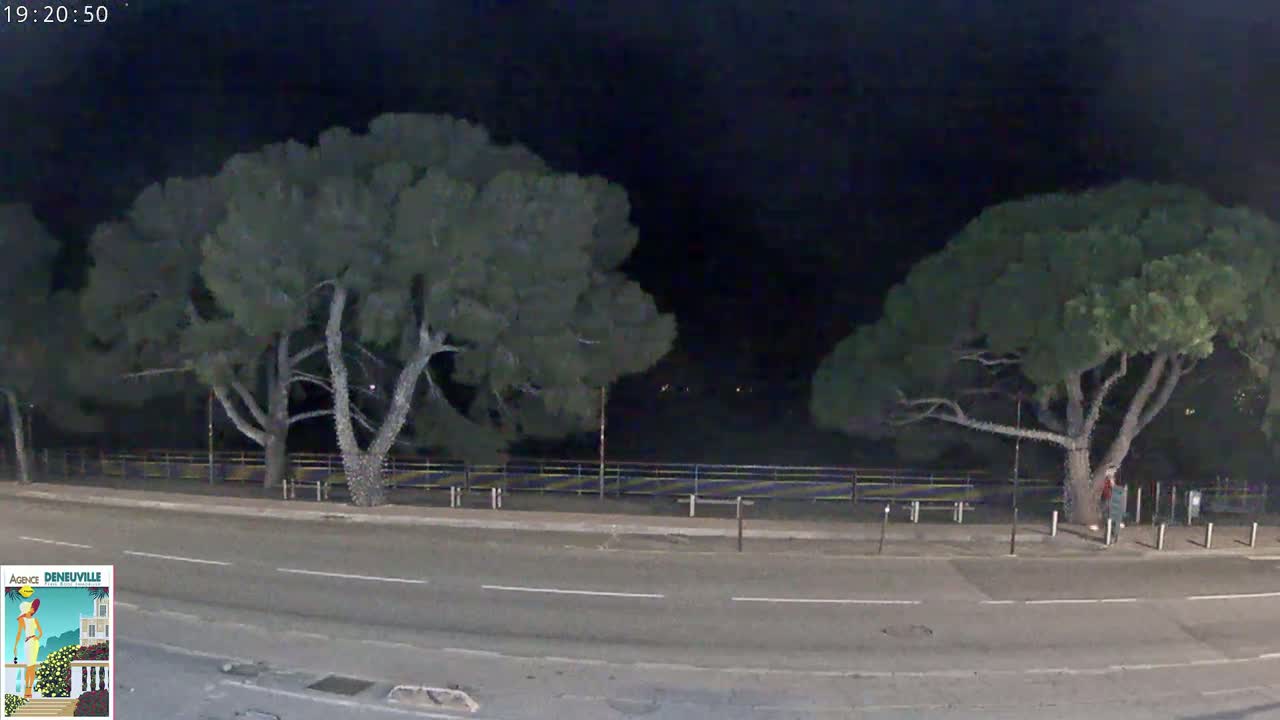 A nighttime street scene shows two large pine trees flanking a road, beyond a short fence and some low lighting.
