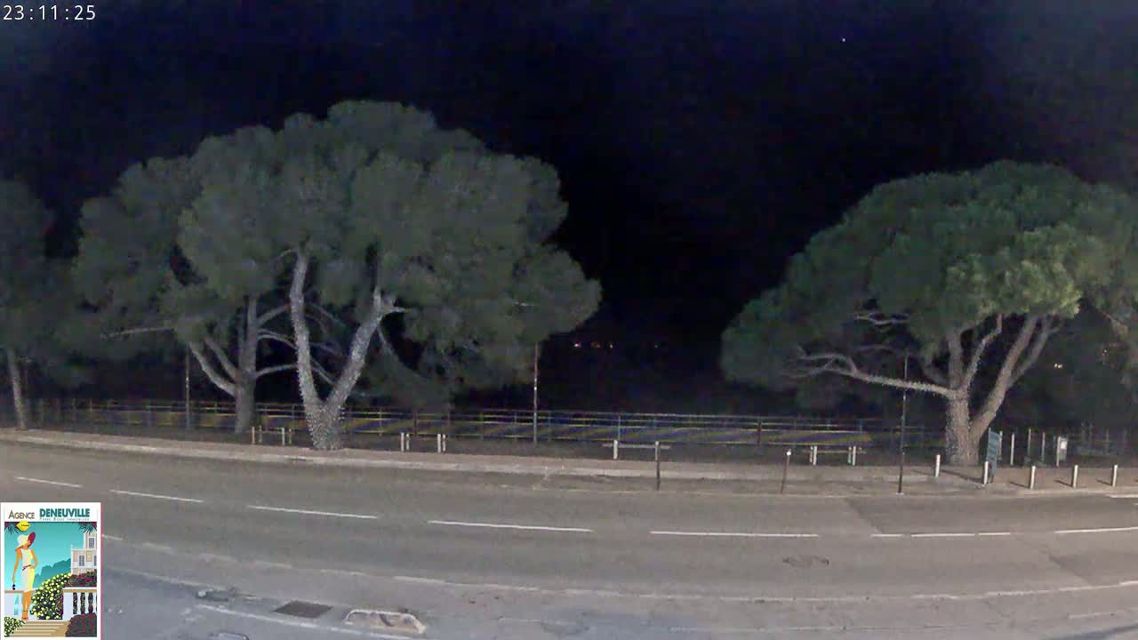 A nighttime view of a road flanked by two large, dark green trees under a clear, dark sky.