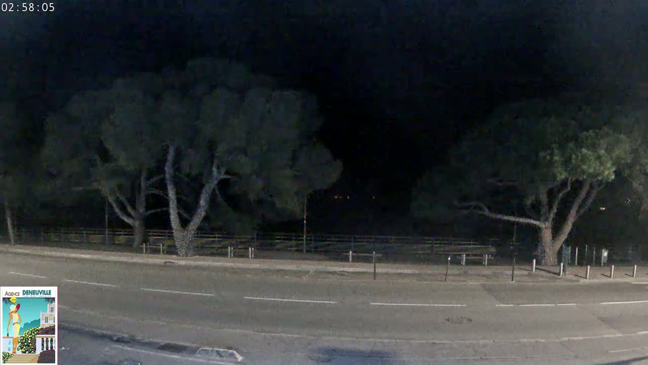 At night, a road runs in front of two large, dark trees separated by a fence.