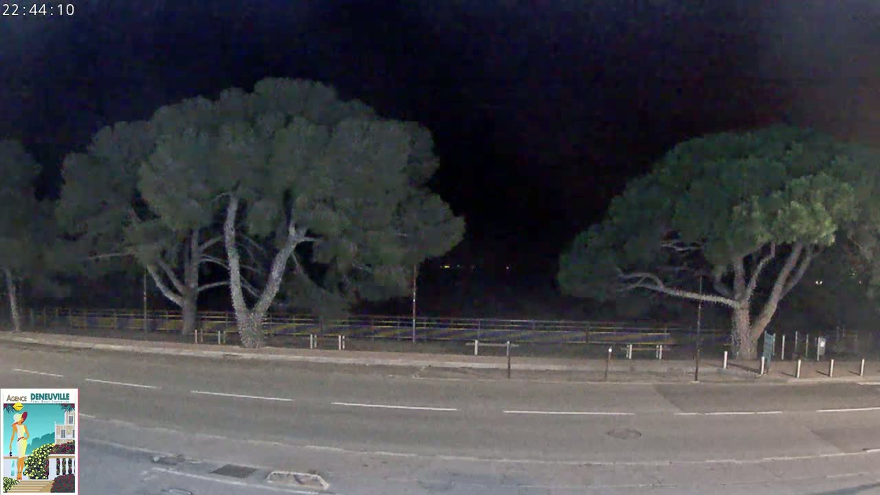 A nighttime view of a road flanked by two large, dark trees under a clear, dark sky.