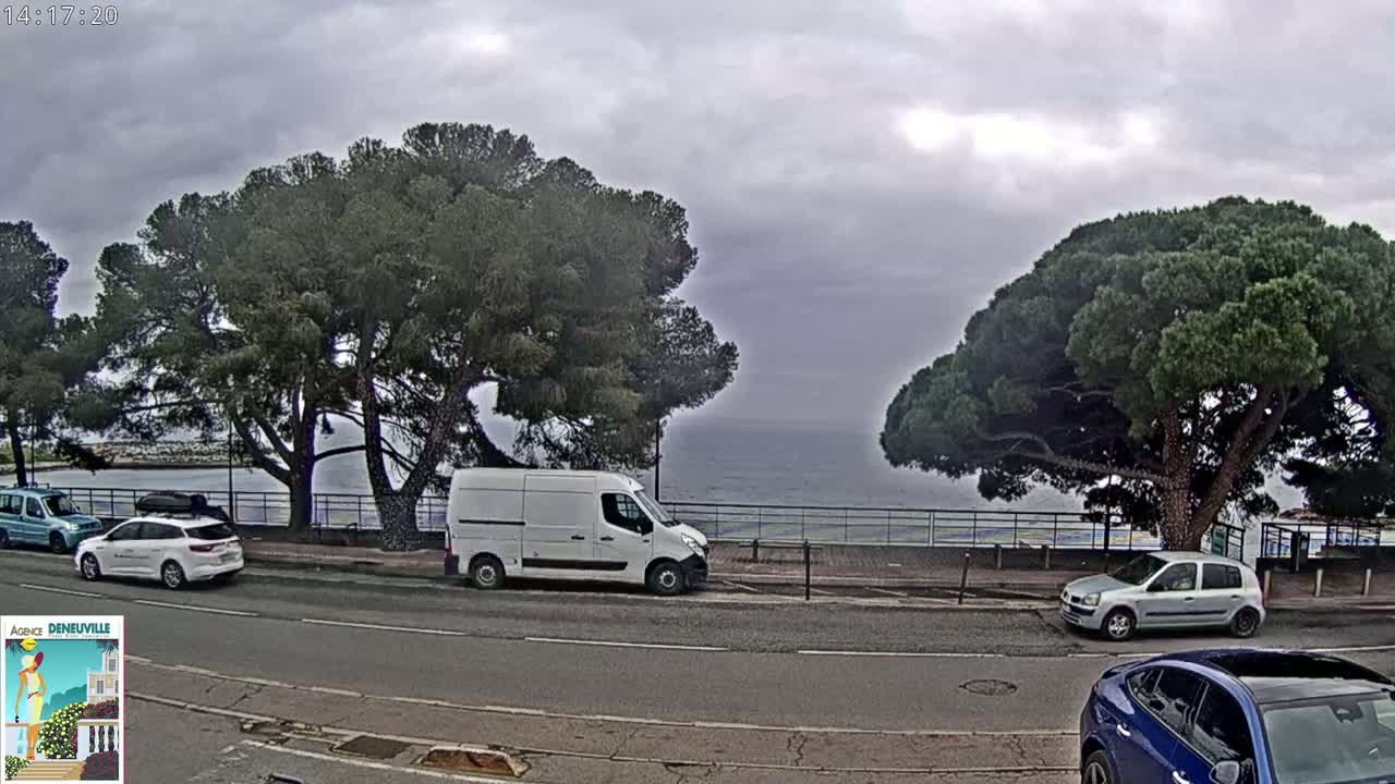 A seaside road with several parked cars under an overcast sky, lined with large pine trees.
