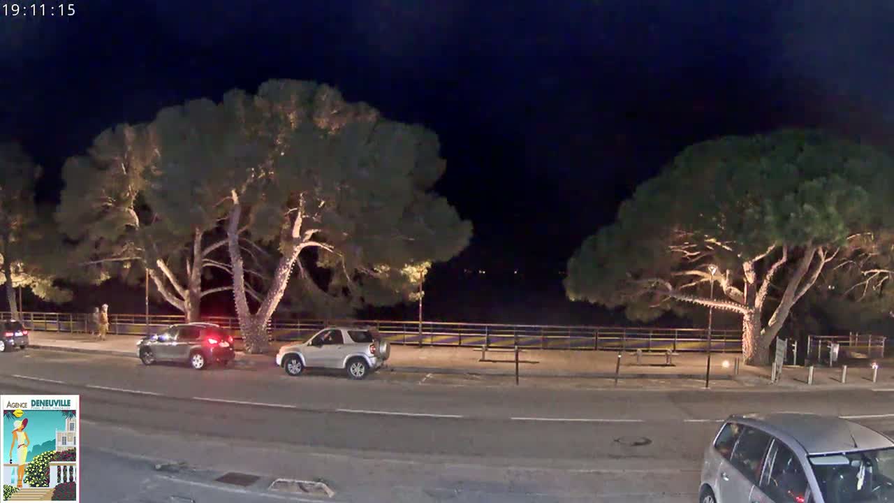 At night, under a clear dark sky, several cars are parked along a roadside lined with tall, illuminated pine trees near a low fence.